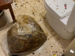 居民家惊现巨型蜂巢，掏出七八盆蜂蜜引发热议