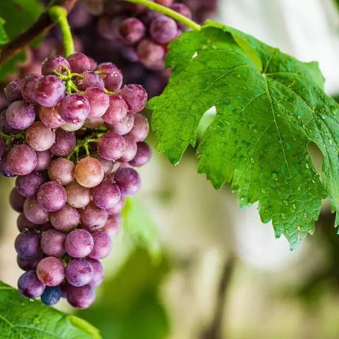 奇观!农场惊现14斤重双胞胎连体西瓜 奇观!农场惊现14斤重双胞胎连体西瓜
